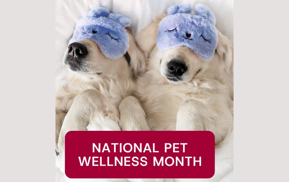 Two golden retrievers resting in fuzzy sleep masks. National Pet Wellness Month.