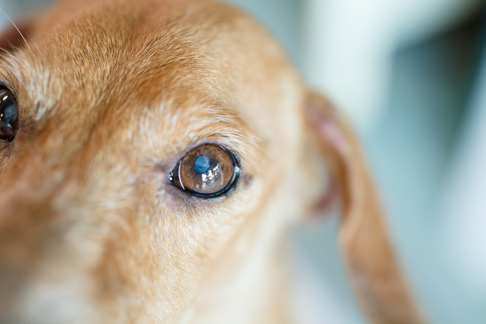 Close-up of dog's eye with white spot, illustrating chronic pain and ophthalmic care at Milford Animal Hospital