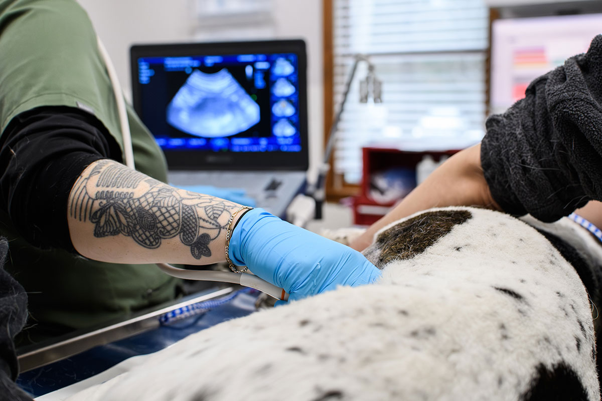 Advanced digital imaging technology for veterinary diagnostics at Milford Animal Hospital
