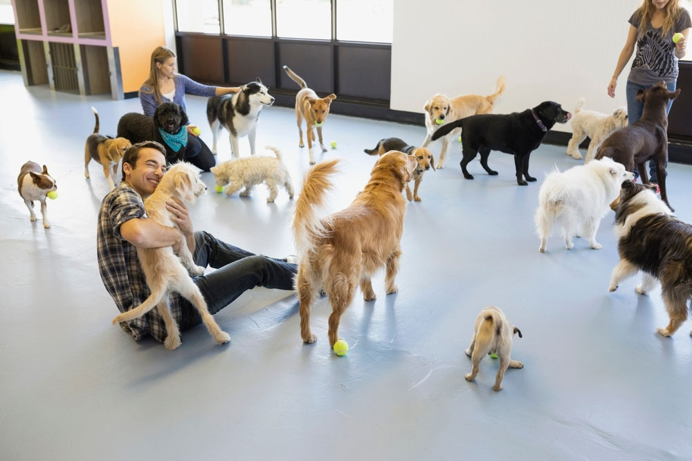 Dogs enjoying socialization and exercise at a daycare.