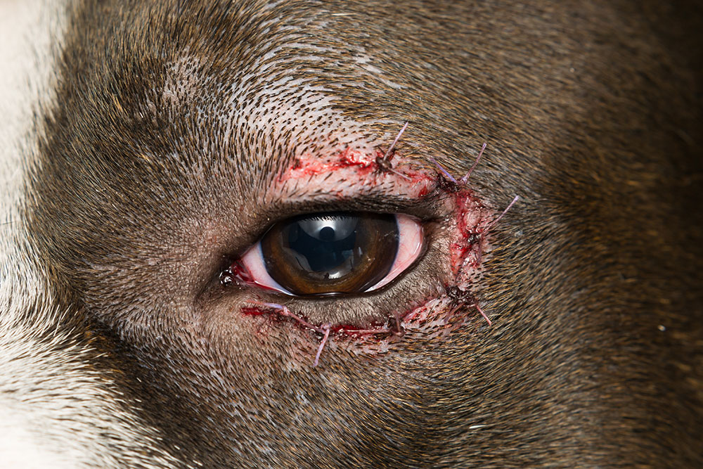 Close-up of a dog’s eye with surgical stitches after an injury.