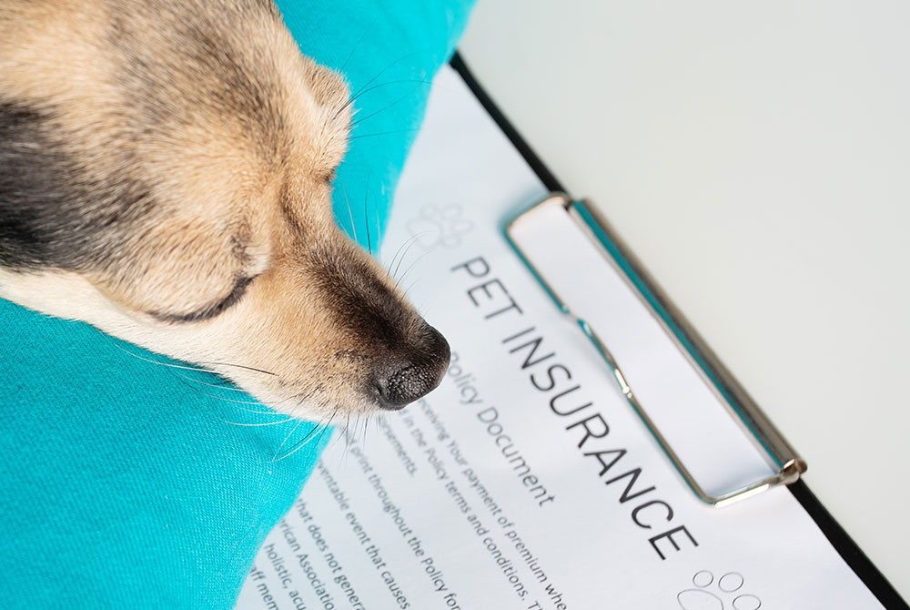 Dog sitting next to a pet insurance policy document — understanding veterinary care coverage