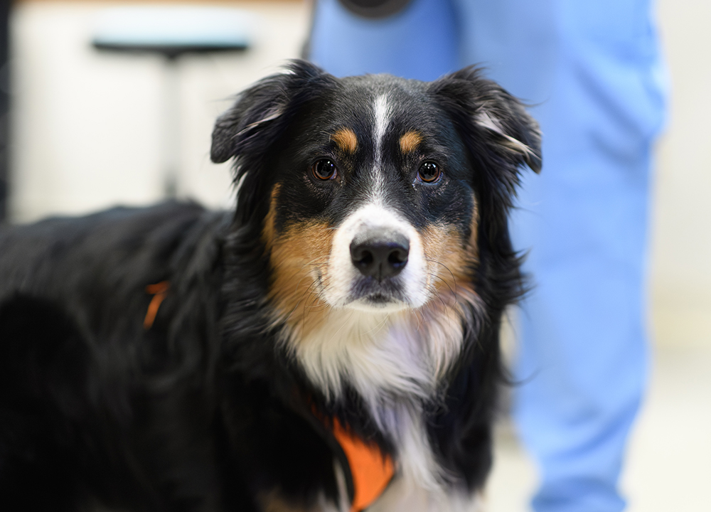 Emergency veterinary services for pets at Milford Animal Hospital, Milford PA
