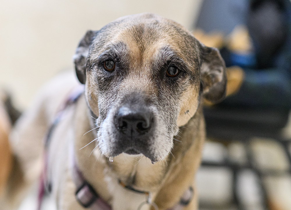 Gentle veterinary end-of-life pet care support at Milford Animal Hospital
