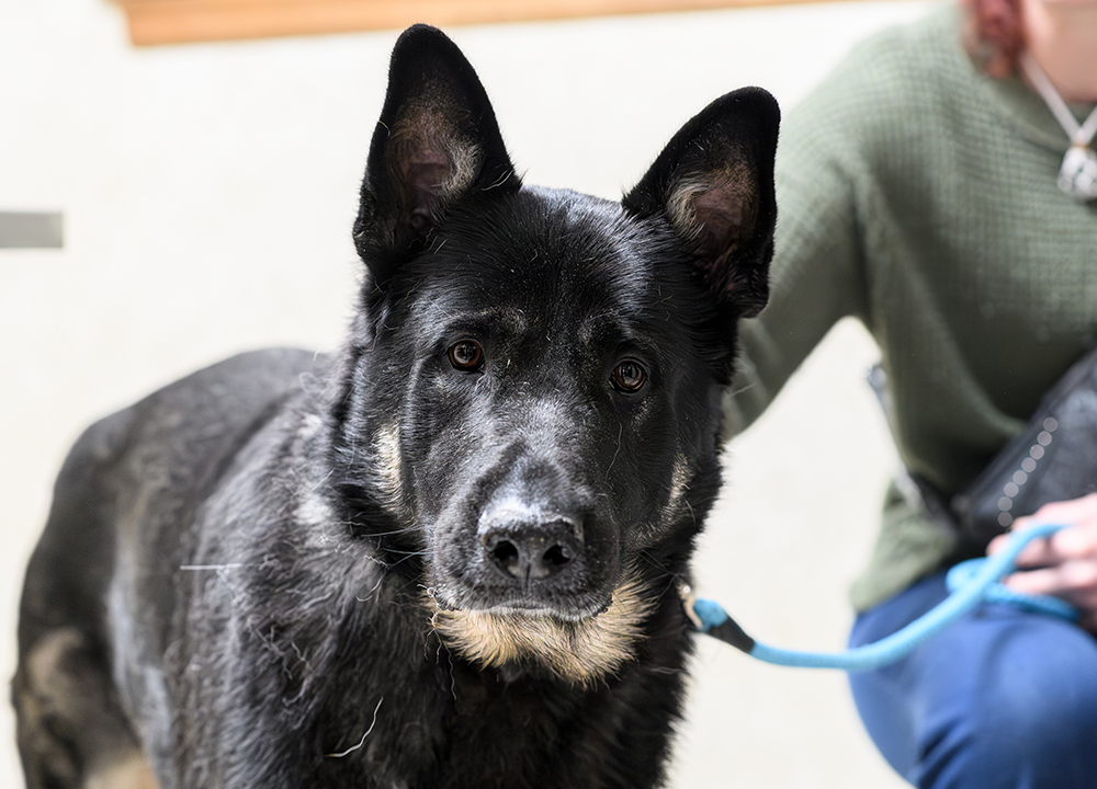 Veterinarian reviewing international pet health certificate requirements at Milford Animal Hospital

