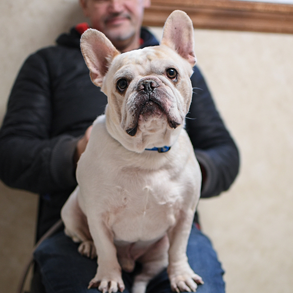 Pet with international health certificate documentation at Milford Animal Hospital in Milford, PA