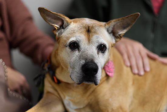 Pet receiving veterinary laser therapy for pain relief at Milford Animal Hospital, Milford PA
