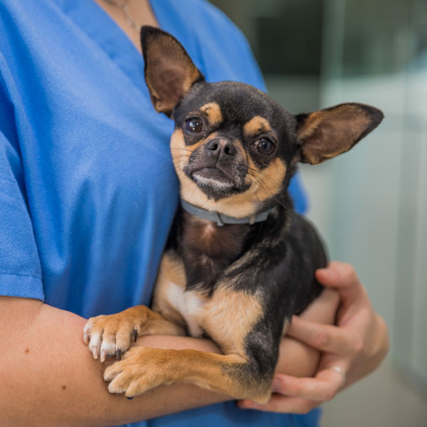 Laser therapy treatment being performed on a pet at Milford Animal Hospital
