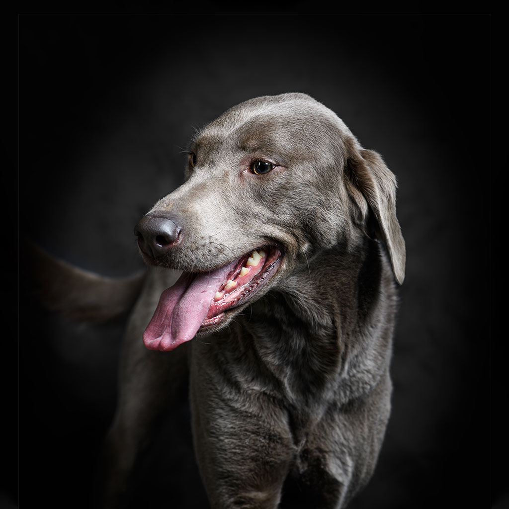 Veterinary team member at Milford Animal Hospital in Milford, PA
