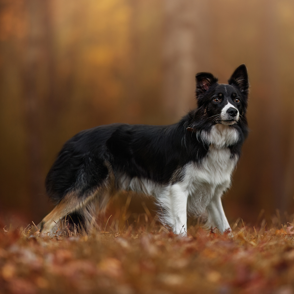 Milford Animal Hospital veterinary professional portrait
