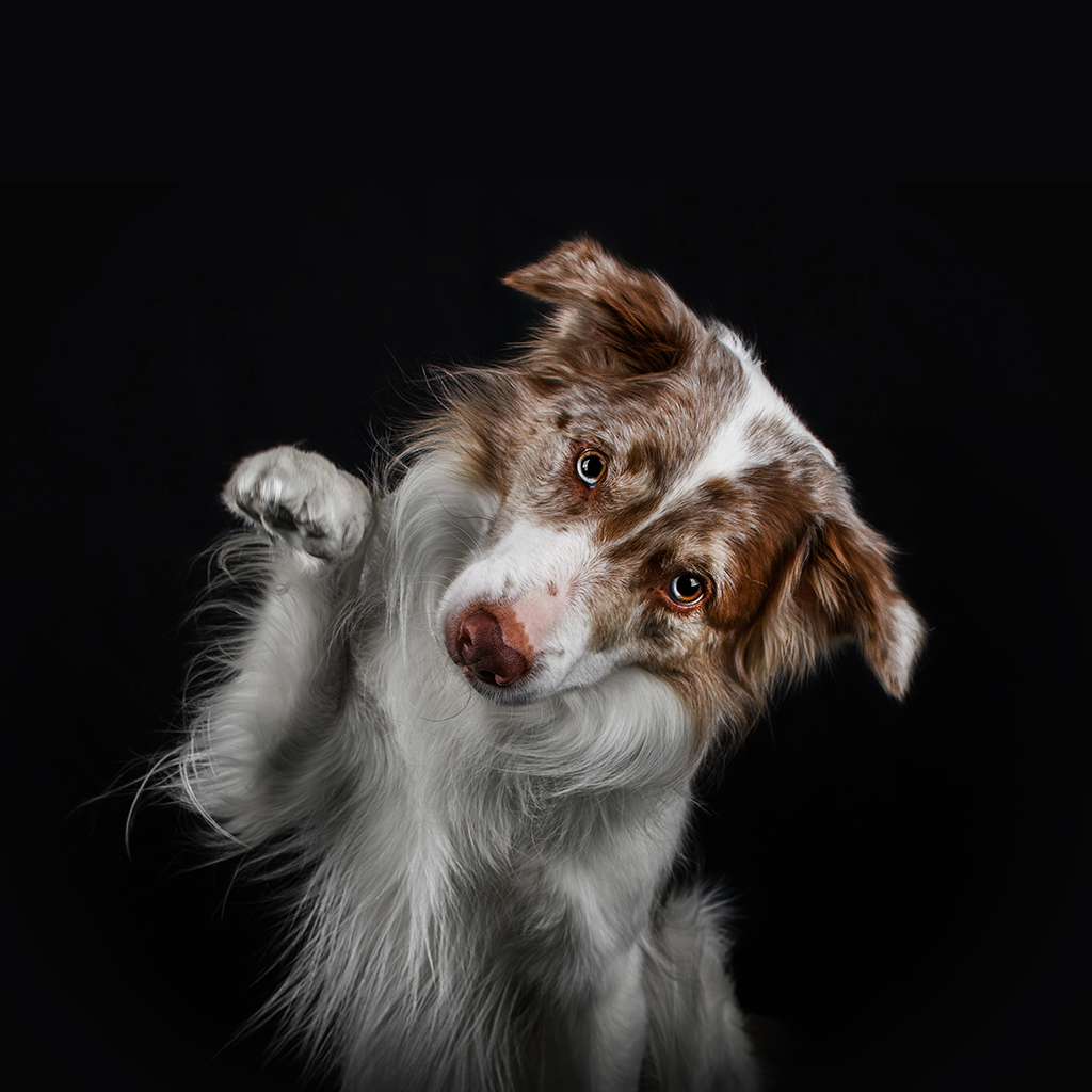 Veterinary staff member at Milford Animal Hospital, Milford PA
