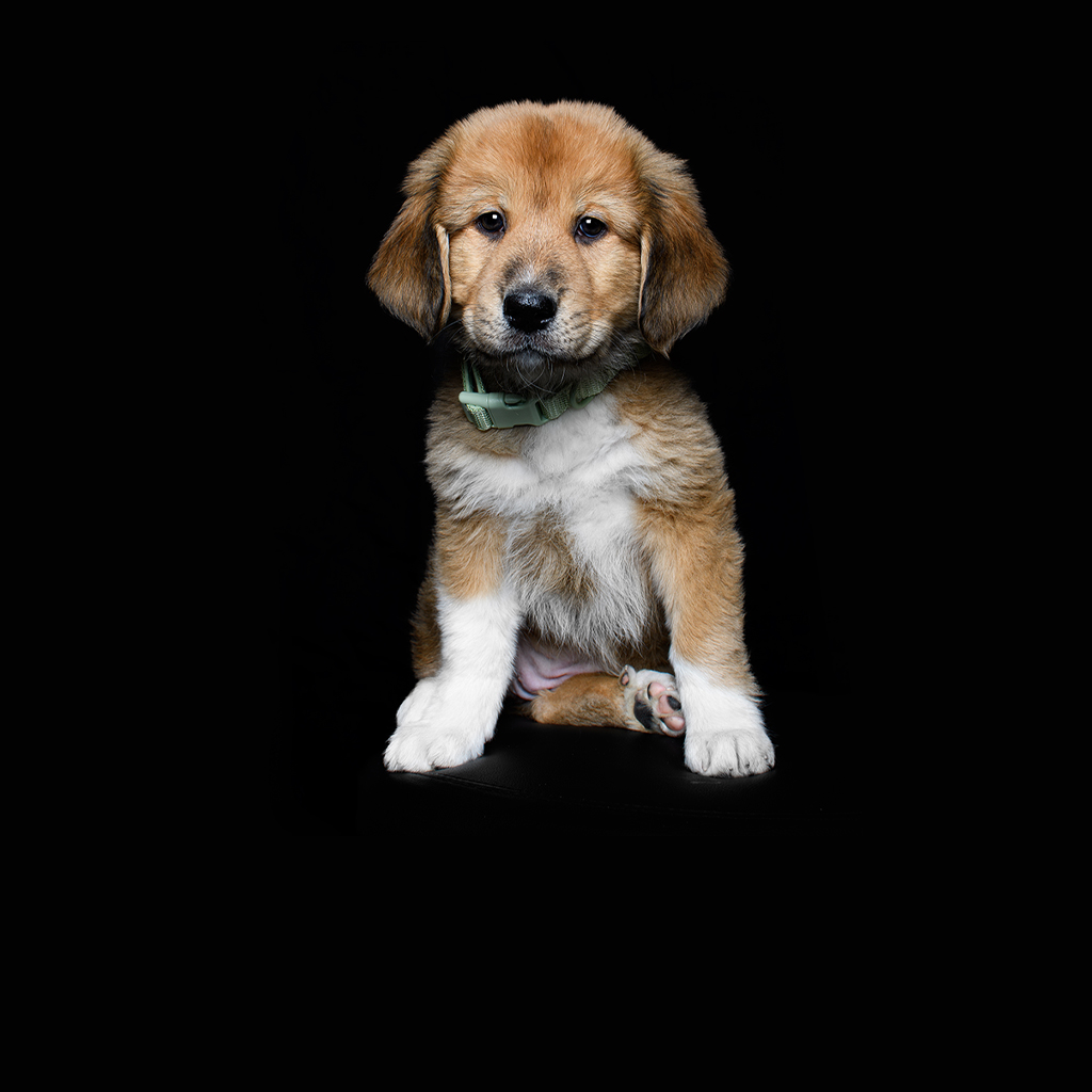 Milford Animal Hospital veterinary staff member in professional setting
