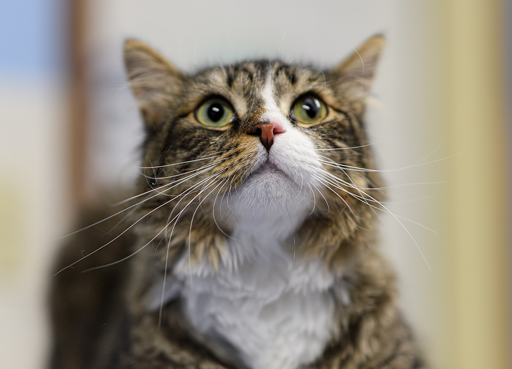Veterinarian providing professional pet care services at Milford Animal Hospital in Milford, PA
