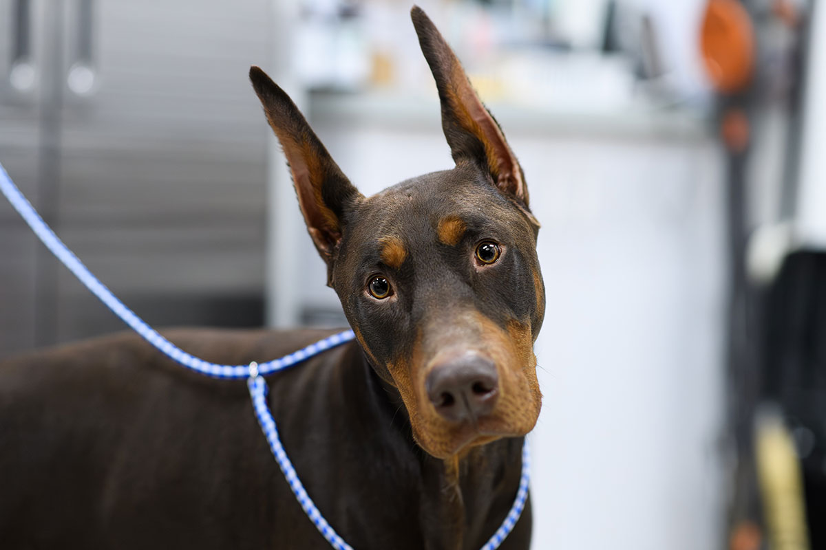 Pet pantry eligibility program image for community pet care support at Milford Animal Hospital
