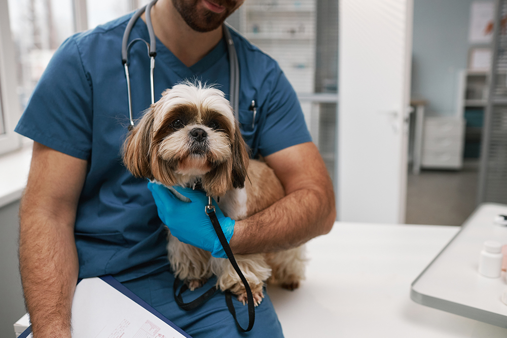 Veterinarian carefully examining and caring for a dog during an office visit