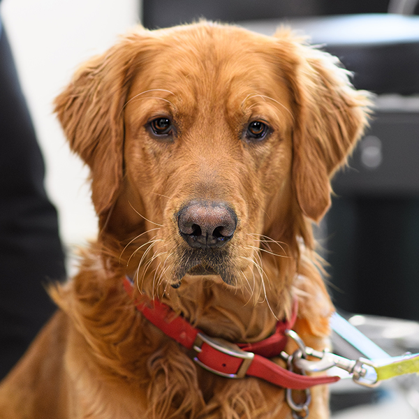 Pet blood donation process at Milford Animal Hospital, supporting animal health in Milford, PA