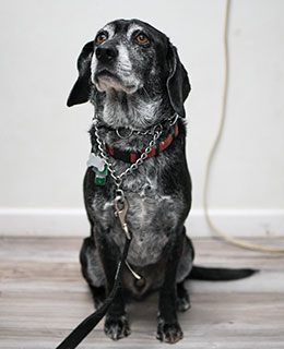 Veterinary team member at Milford Animal Hospital careers page, Milford PA
