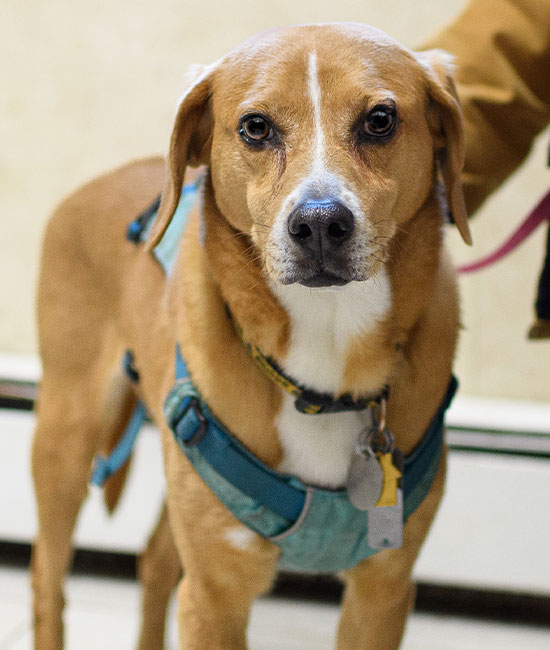 Veterinary staff member working at Milford Animal Hospital in Milford, PA

