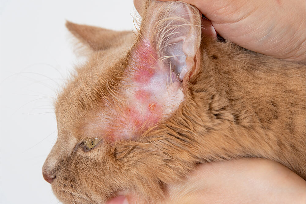 A close-up side profile of an orange tabby cat’s head. A person’s hand is gently holding back the cat’s ear to reveal significant redness, inflammation, and small scabs on the skin of the inner ear flap and the surrounding temple area.