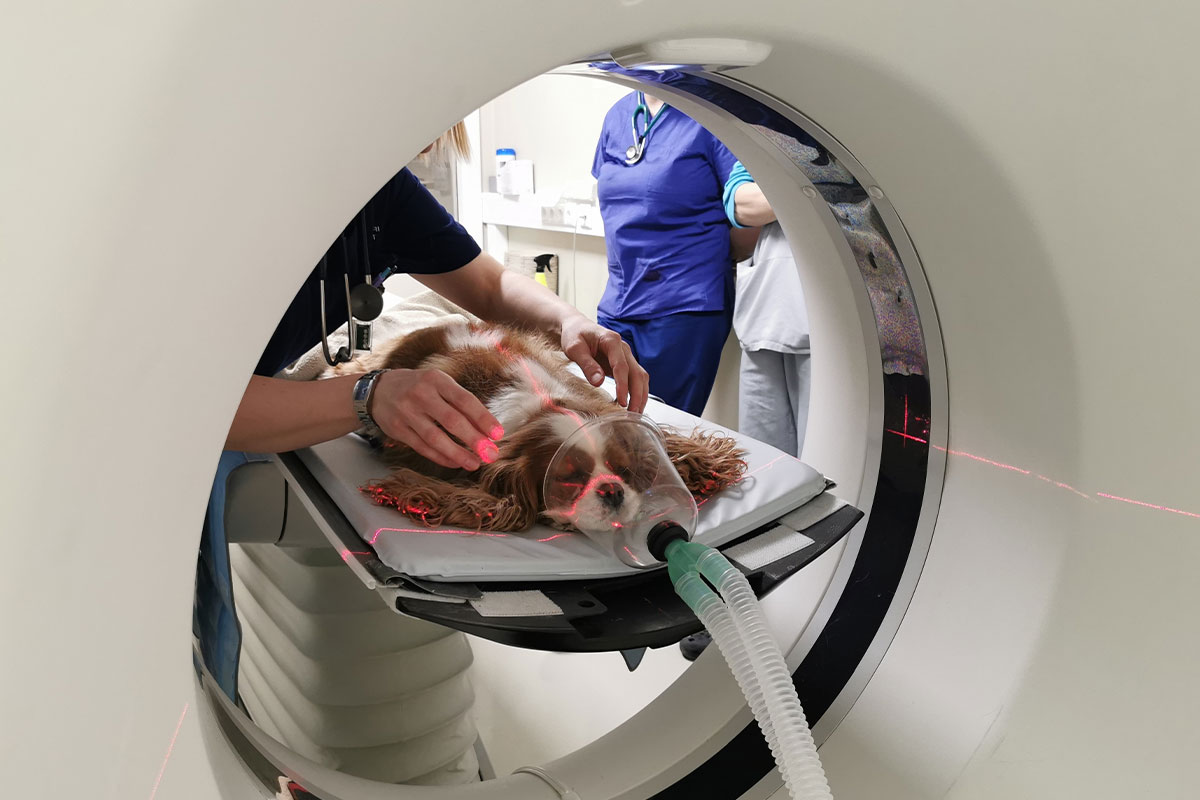CT scan imaging equipment used for advanced veterinary diagnostics at Milford Animal Hospital

