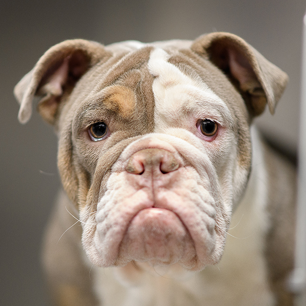 Veterinary CT scan results reviewed for advanced pet diagnostics at Milford Animal Hospital

