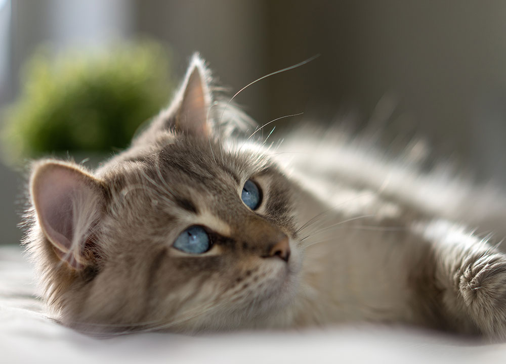 Pet pantry eligibility guidelines for Milford Animal Hospital community pet food assistance program
