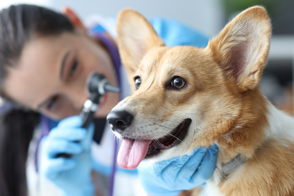 Veterinarian examining a dog's ear canal with an otoscope during a wellness checkup