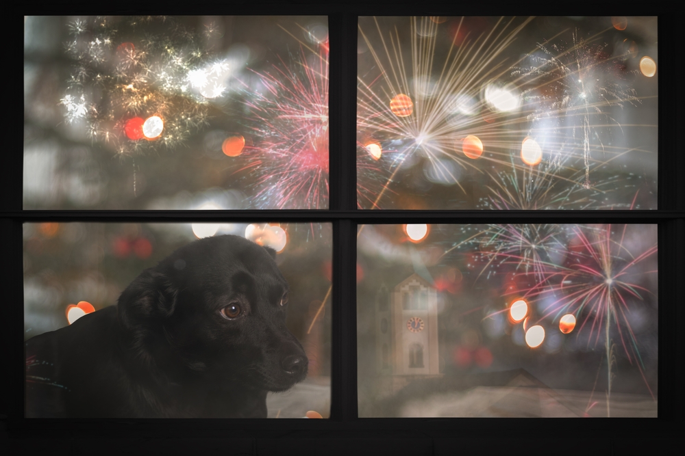 Sad puppy looking out a window — recognizing signs of separation anxiety in dogs