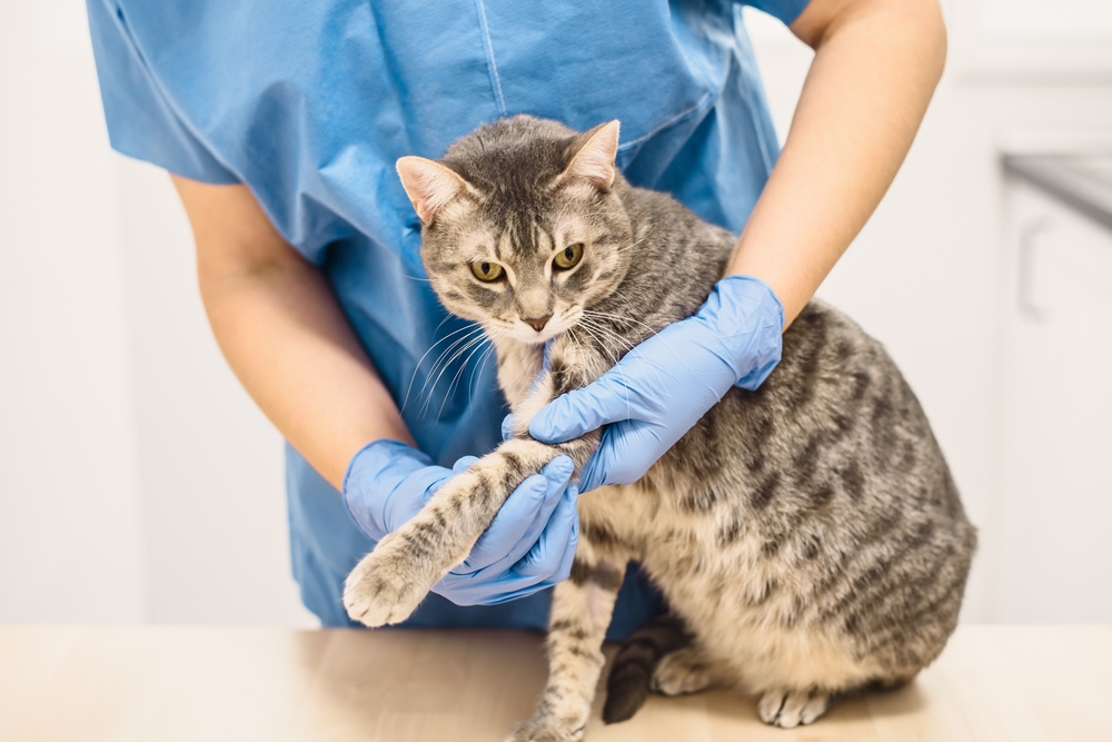 Veterinarian examining the injured leg of a grey dog during a clinical evaluation