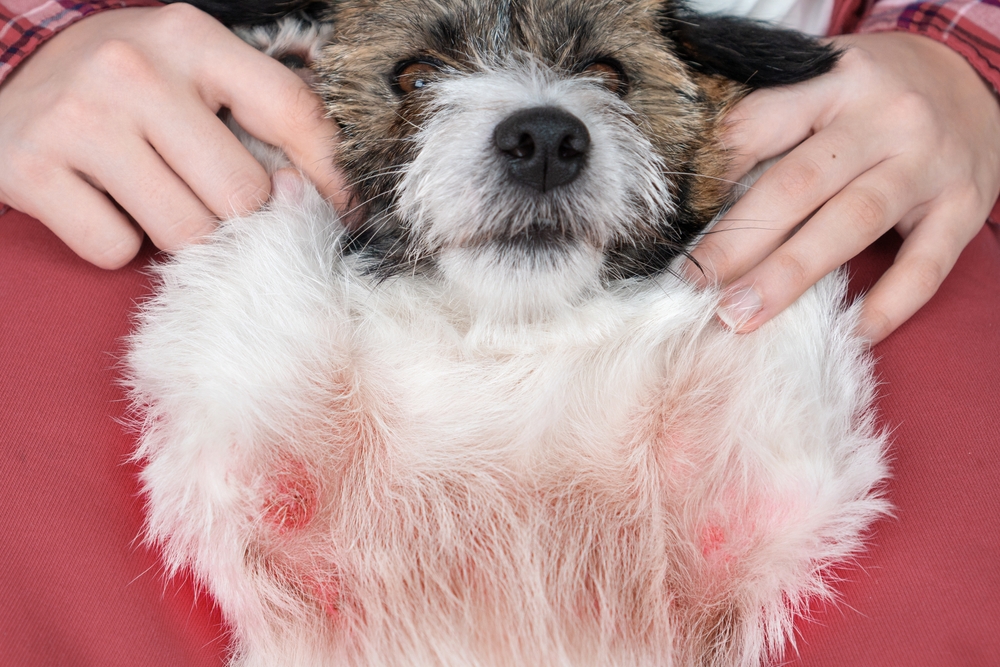 Dog with allergic skin wounds receiving veterinary care for pet dermatology