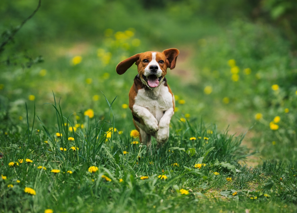 Beagle puppy running through green spring grass outdoors — keeping active dogs healthy