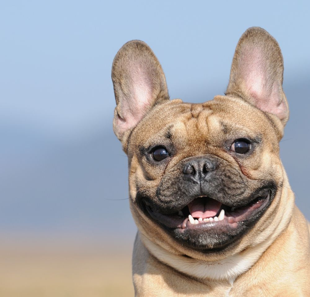 Young French Bulldog puppy at 11 months old playing in a field