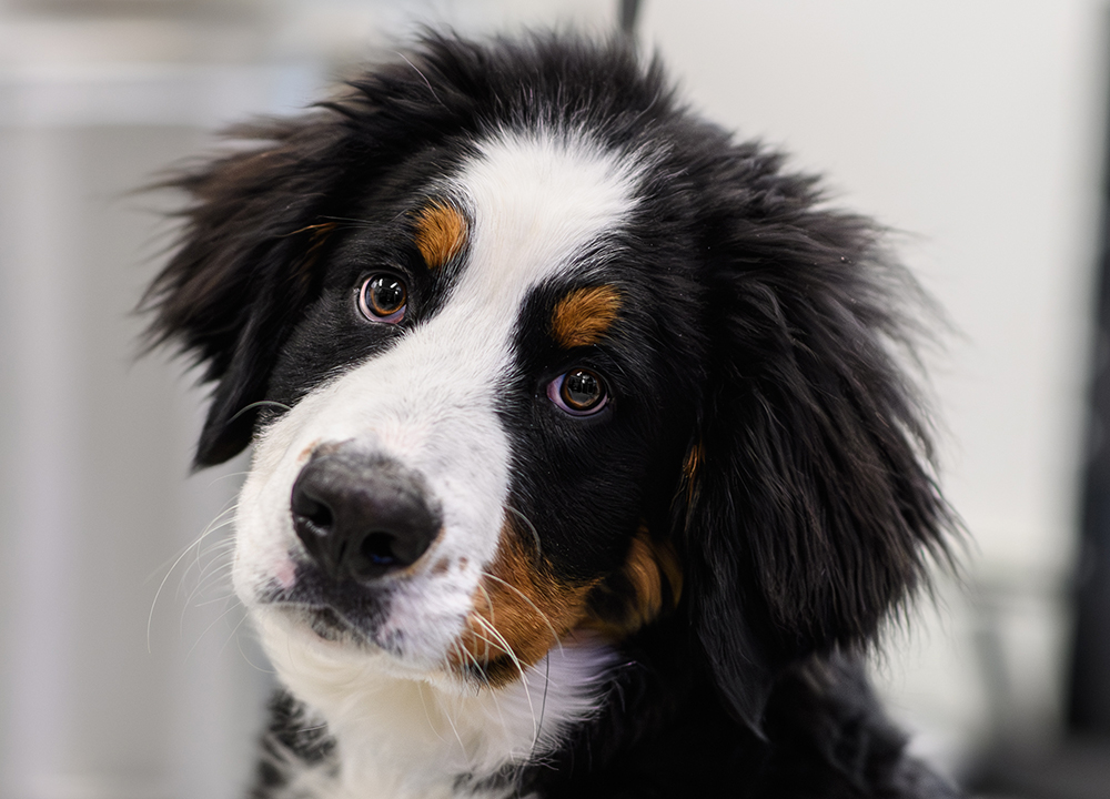 Veterinary staff assisting with animal surgery at Milford Animal Hospital in Milford, PA
